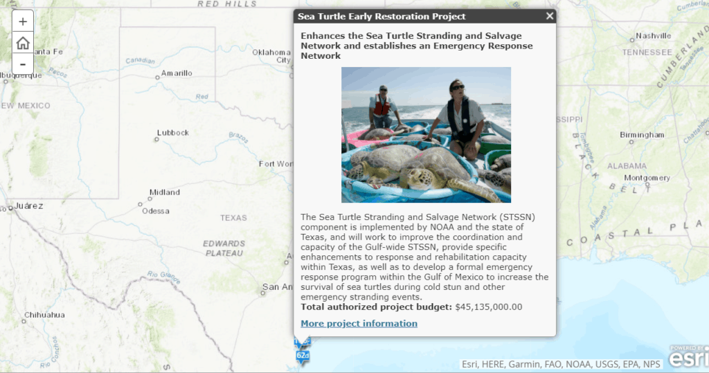 Sea turtle restoration project in Texas